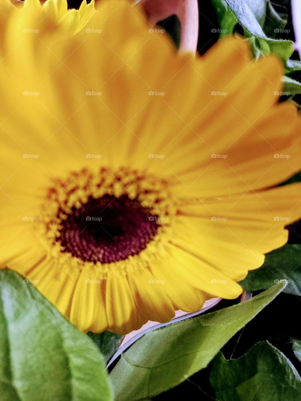 A flor gérbera  amarela tem a capacidade de iluminar  o ambiente e, carrega consigo alegria, bons desejos, juventude, luz, prosperidade  e sucesso