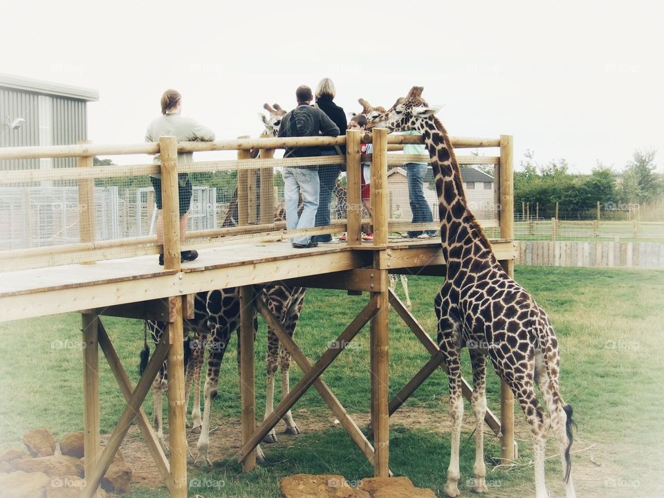 Giraffe hanging out with people