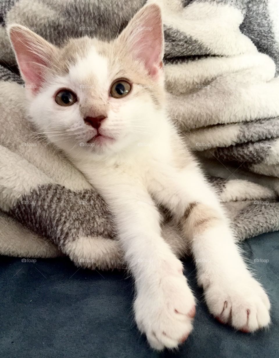 Kitten in a blanket
