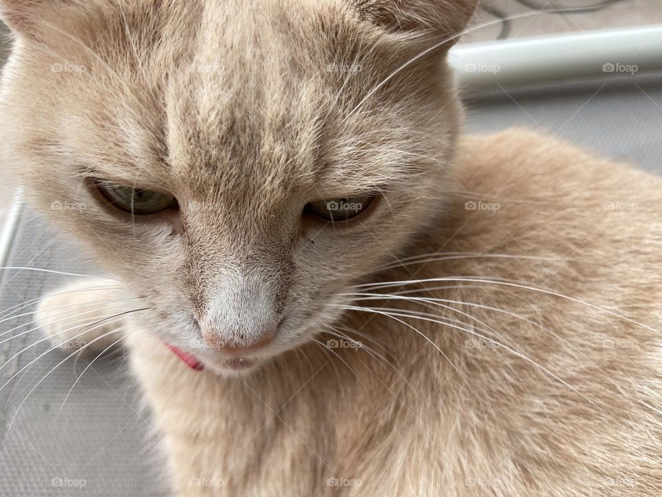 Portrait of ginger cat