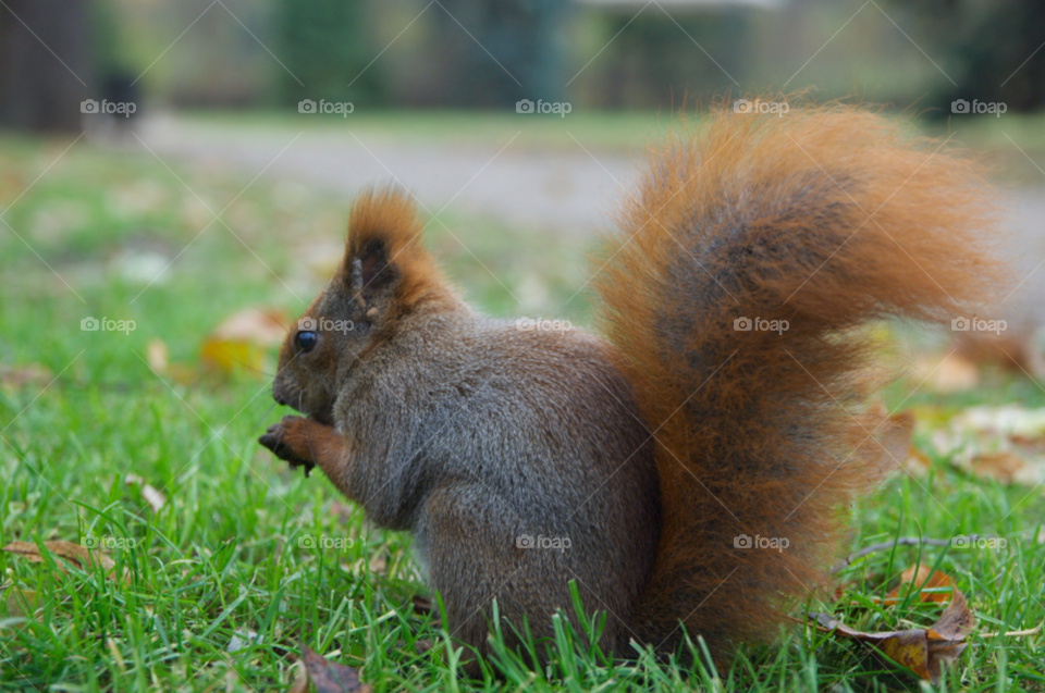 djur animal squirrel ekorre by christofferv