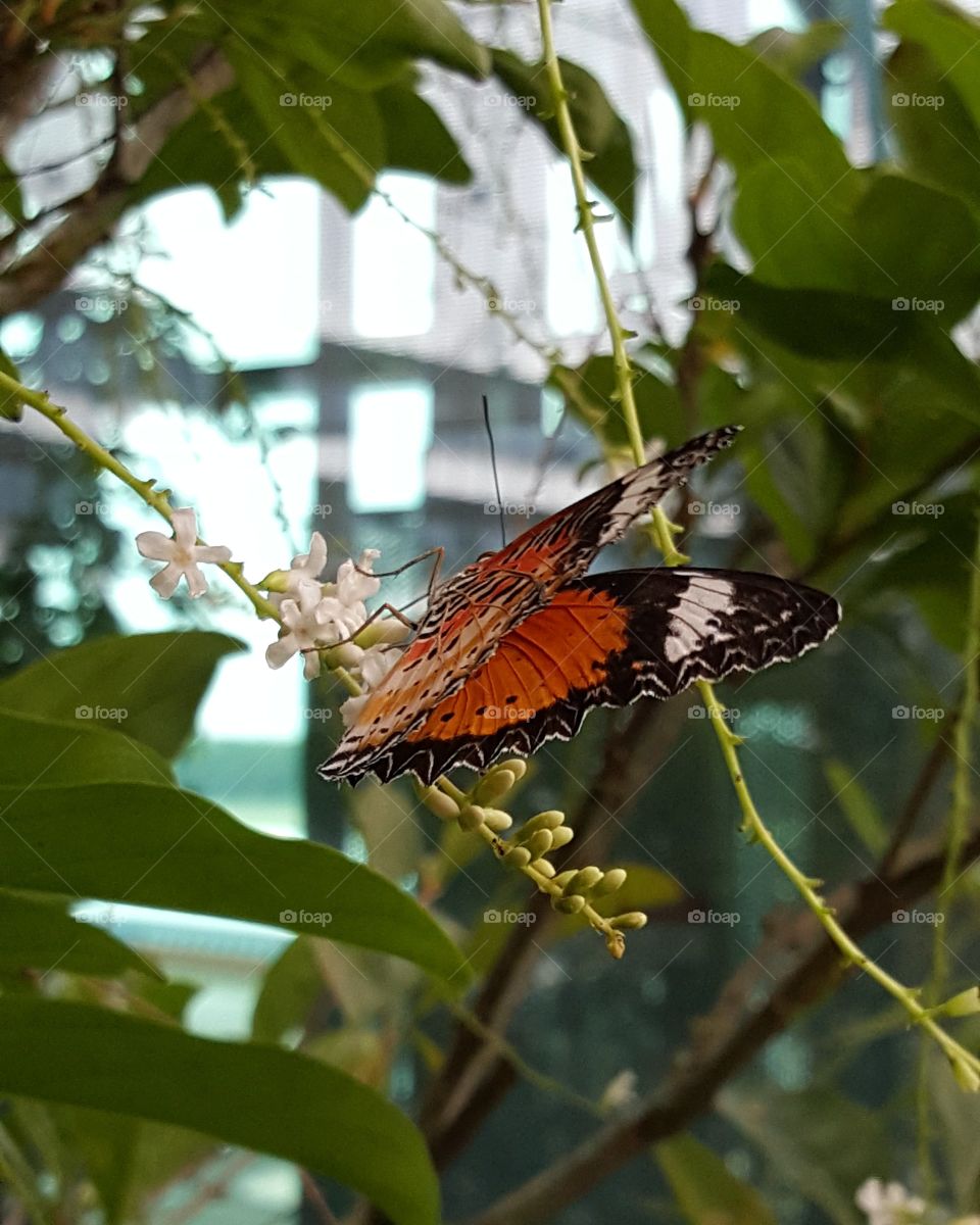 Butterfly sitting on a tree at changi airport in Singapore