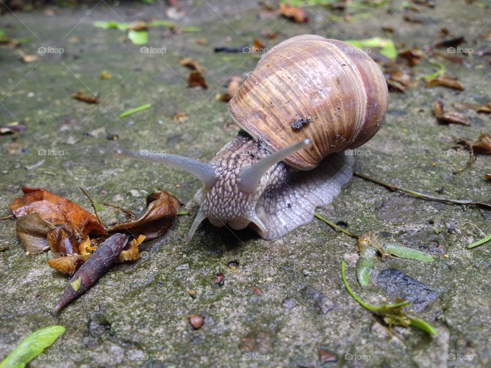 A snail #2. A snail #2