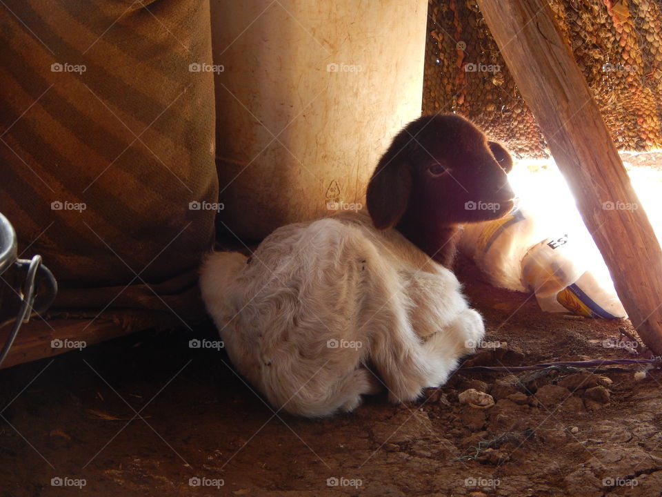 A small goat in the corner of a tent in Morocco 