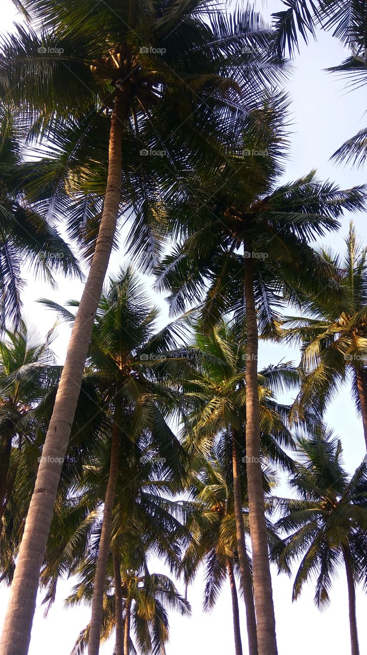 high coconut tree