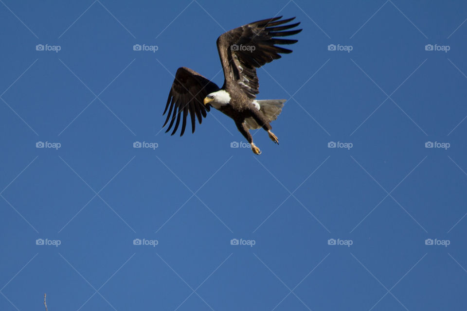 Bald eagle takeoff