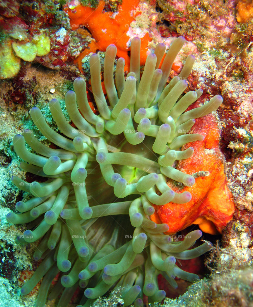 Cribrinopsis crassa
Fat anemone
Underwater