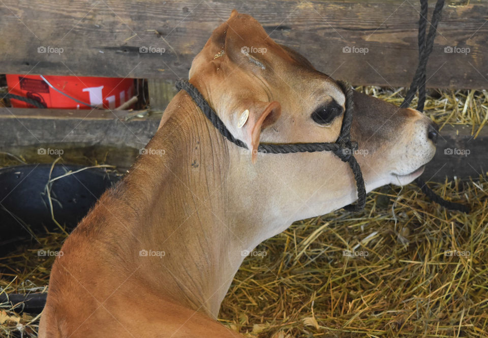 Brown Swiss cow