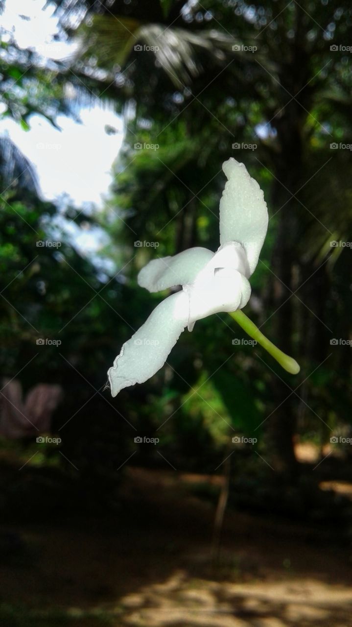 white flower