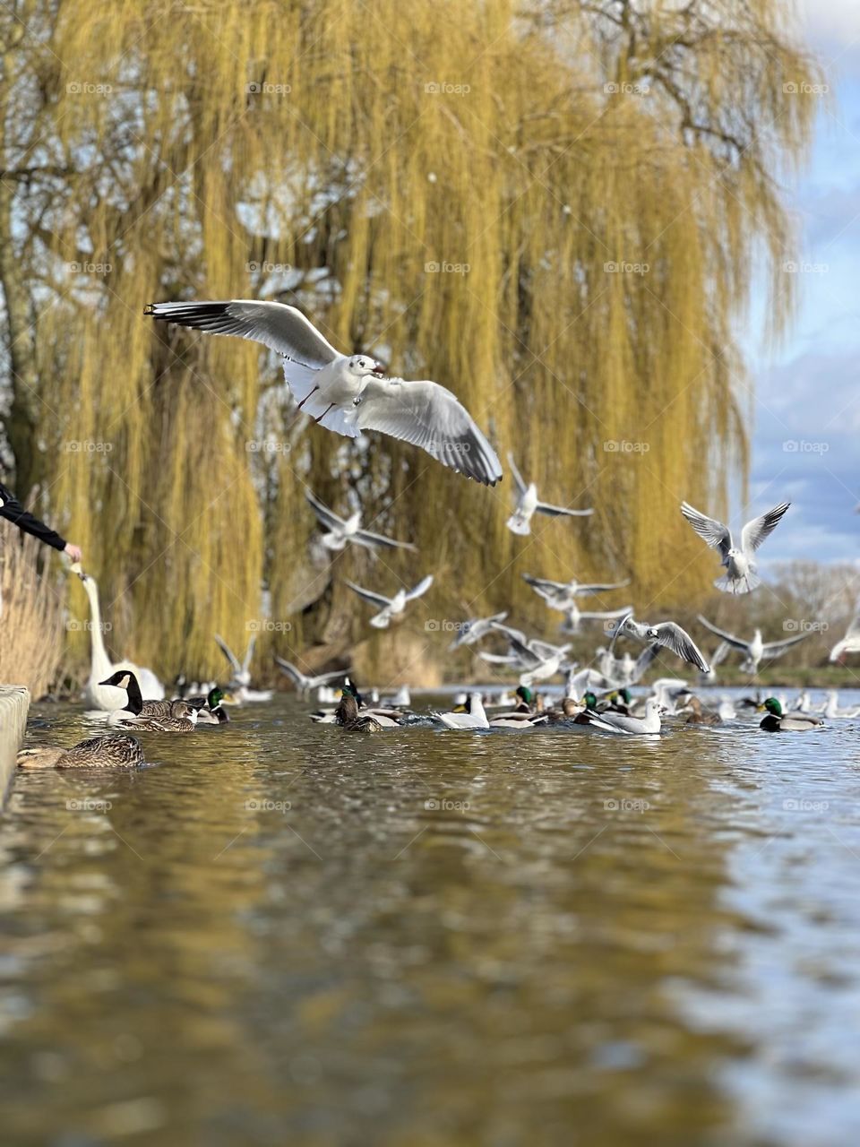 Amazing birds .. 