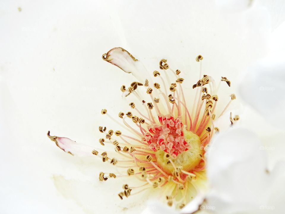 The white of the flowers