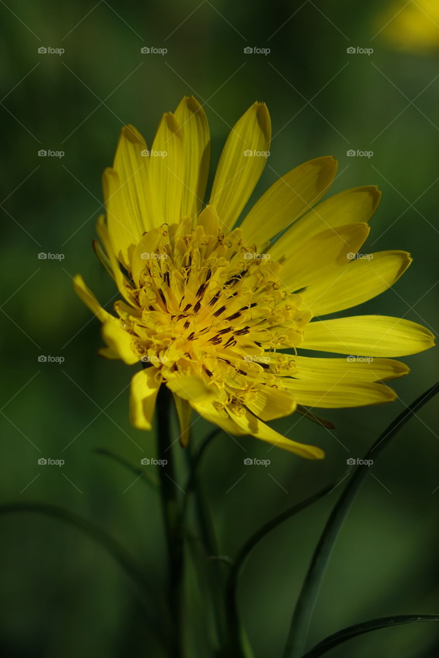 Close-up of blooming yellow flower
