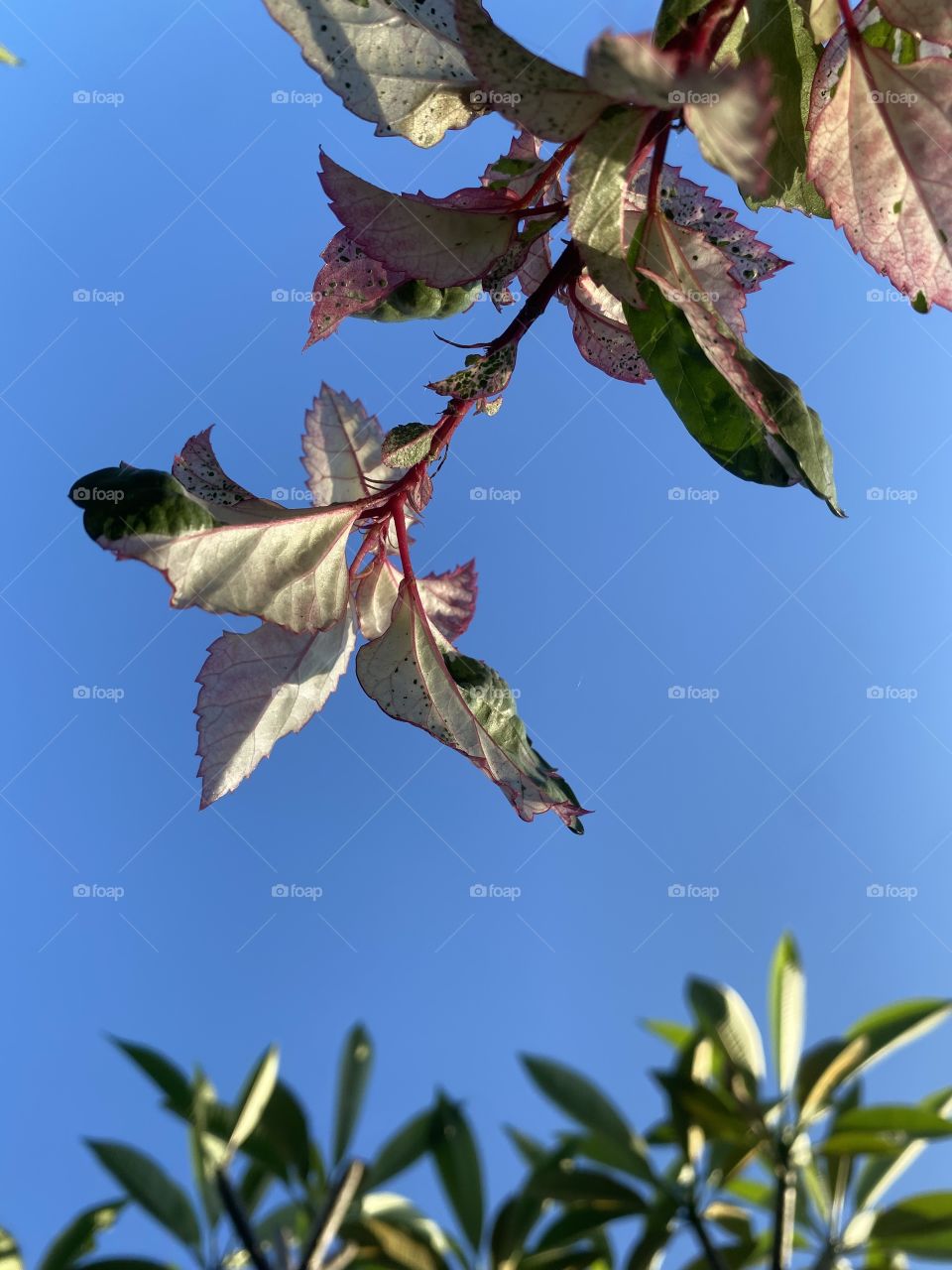 Nature of background of plants of blue sky 