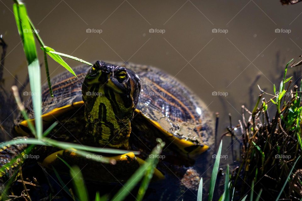 Turtle eating grass