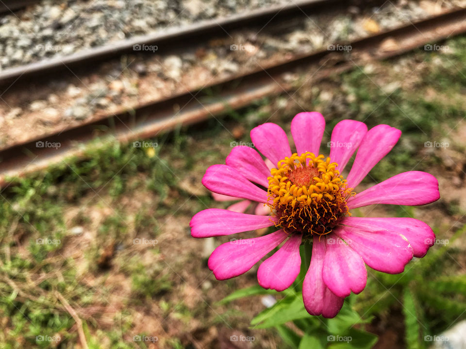 Pink flower 
