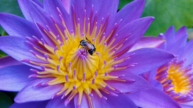 bees