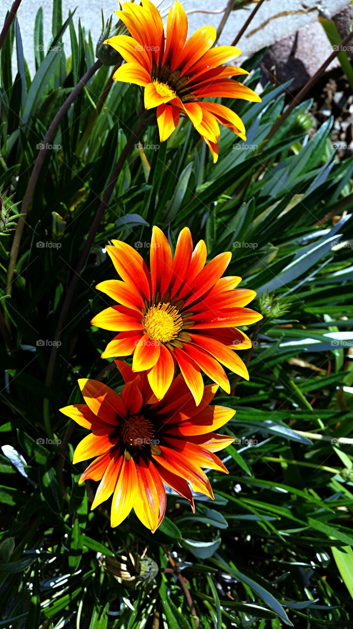 Orange & Yellow Daisies. Colorful Daisies