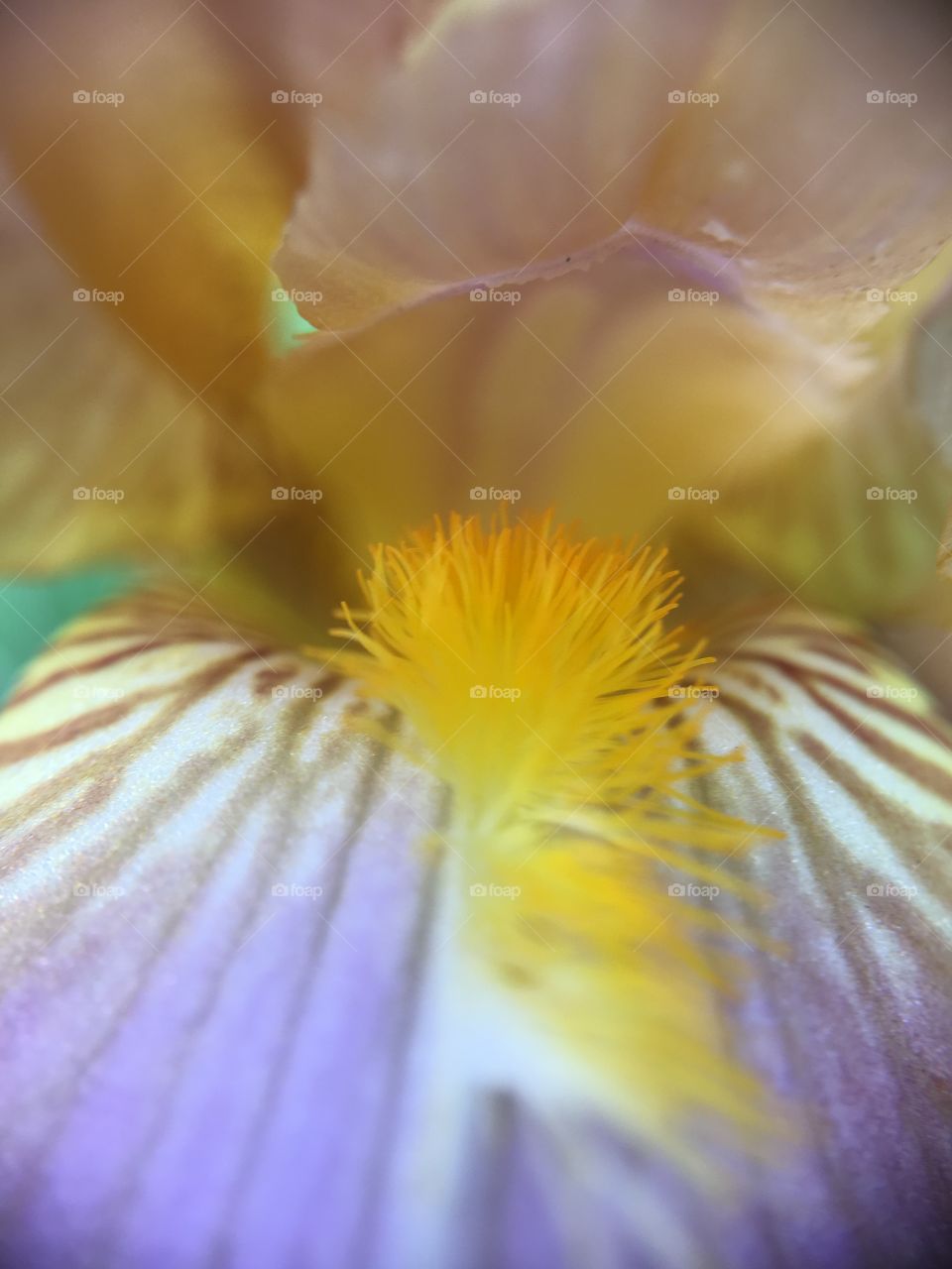 Iris closeup