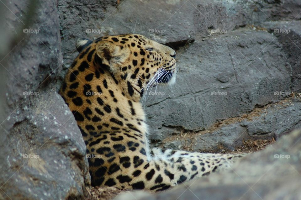 Lounging leopard . Leopard taking afternoon nap