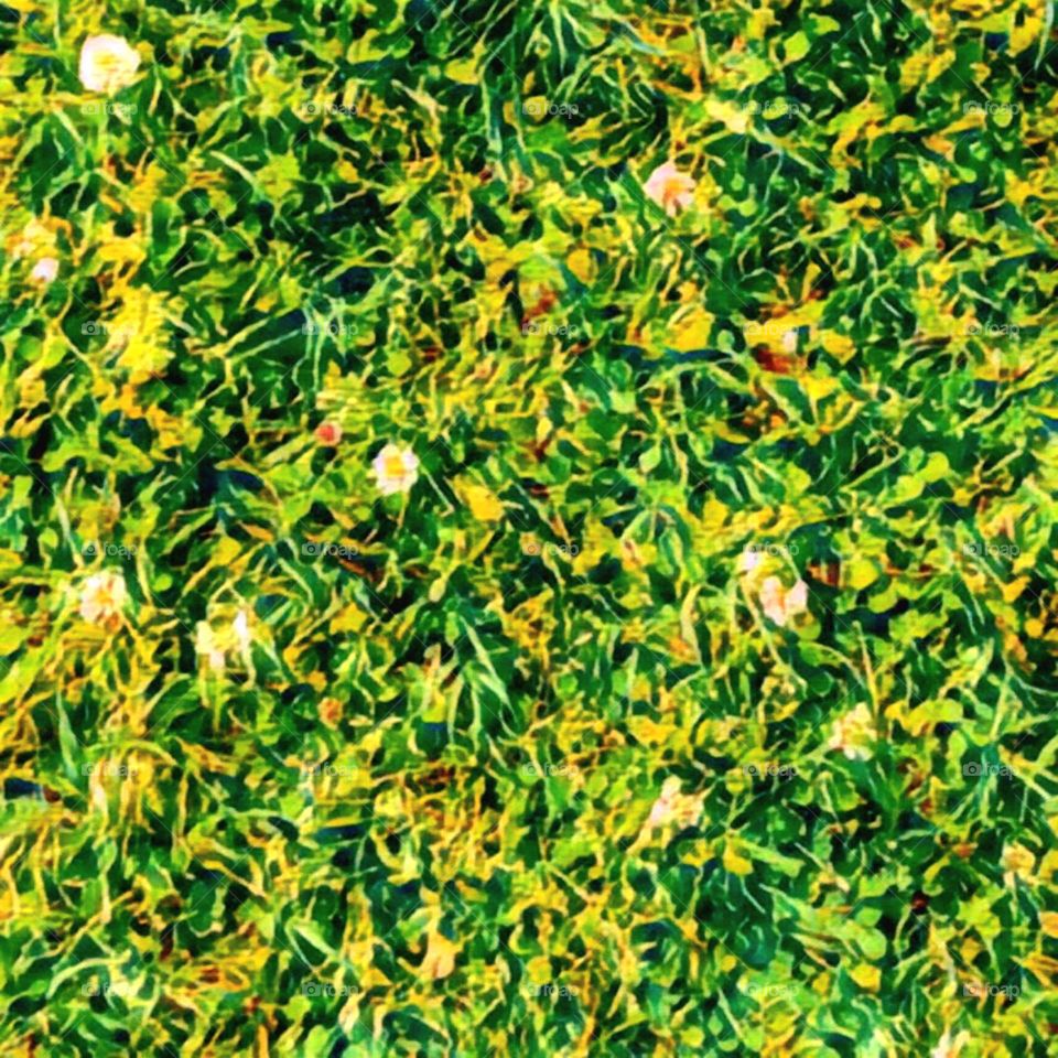 Tiny flowers in a field of grass