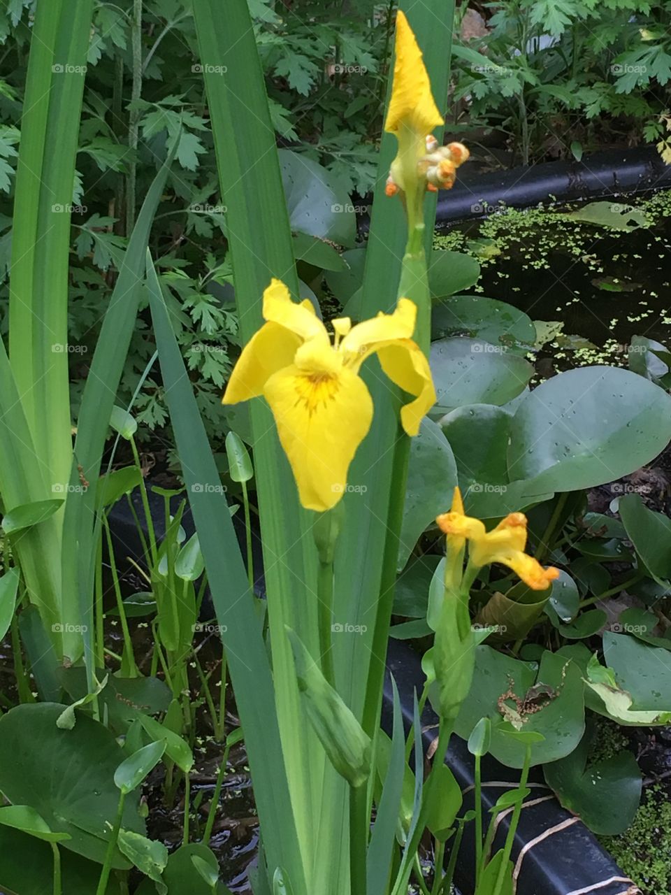Yellow iris blooming and unopened spear like bud