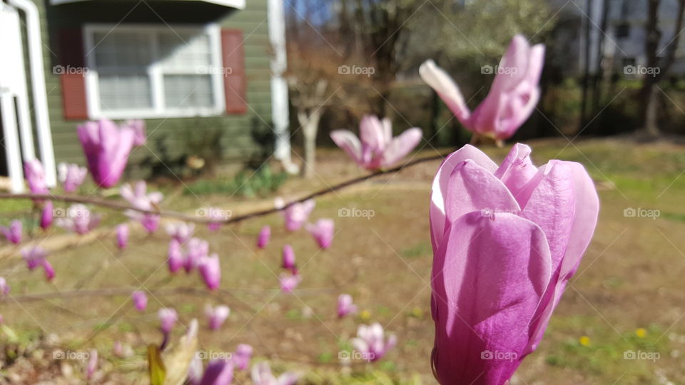 Flowers