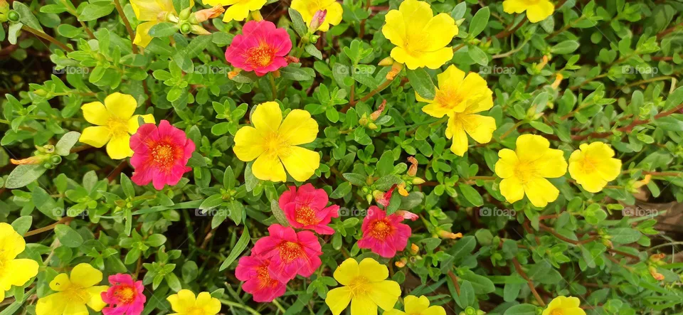 Flowers