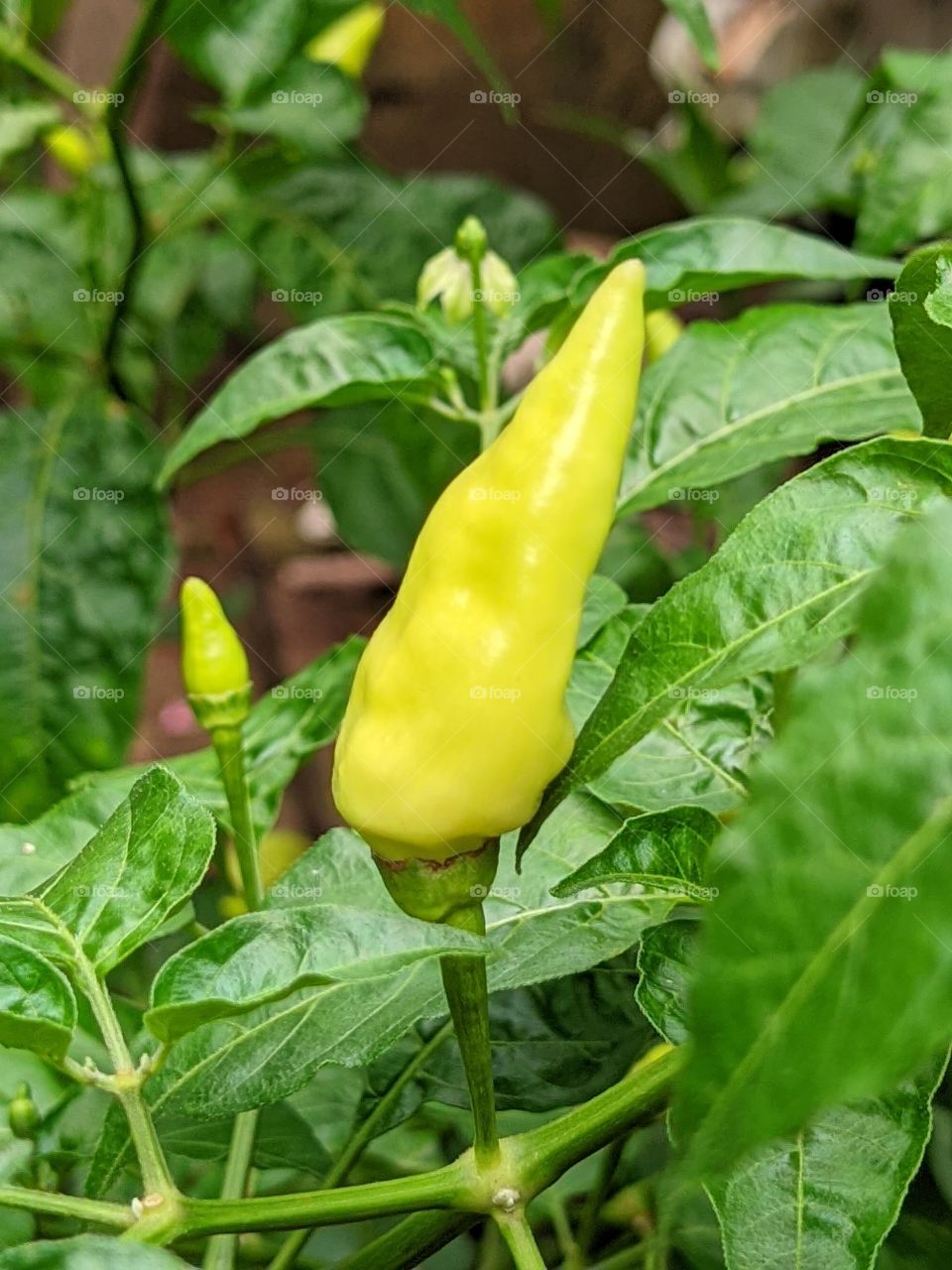 chilli