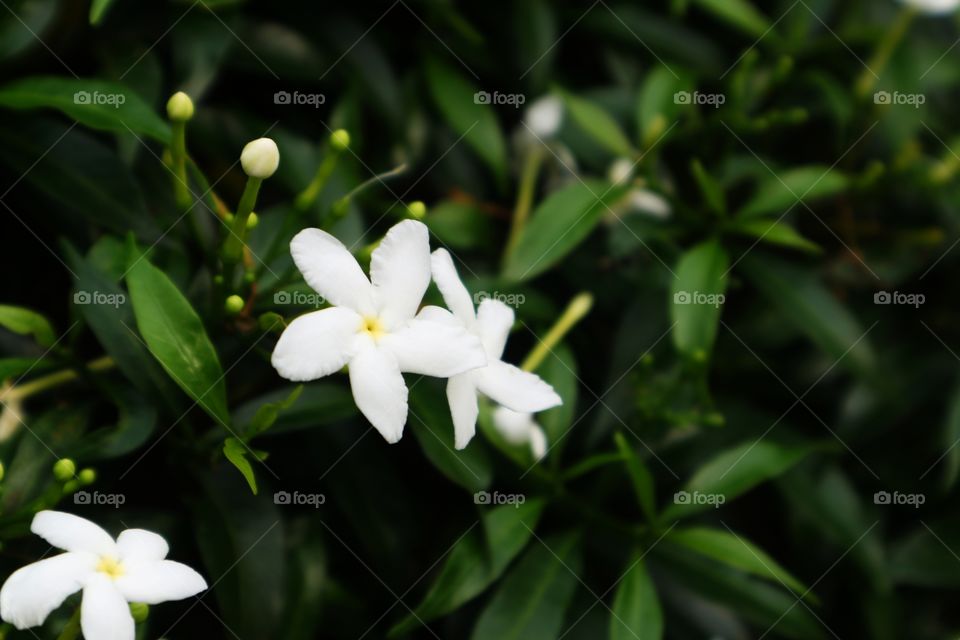 portrait of a flowers