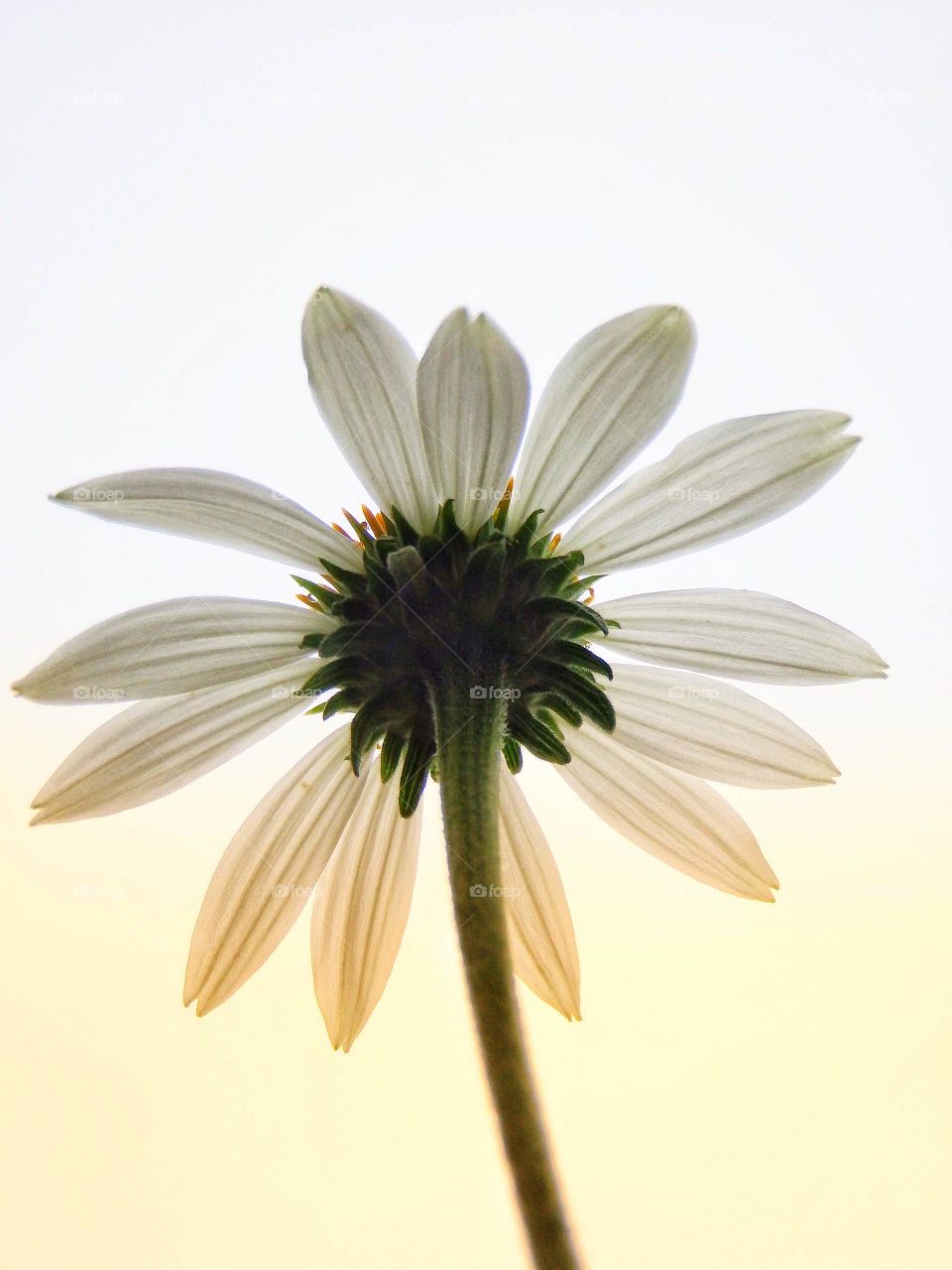 A white coneflower shot from below