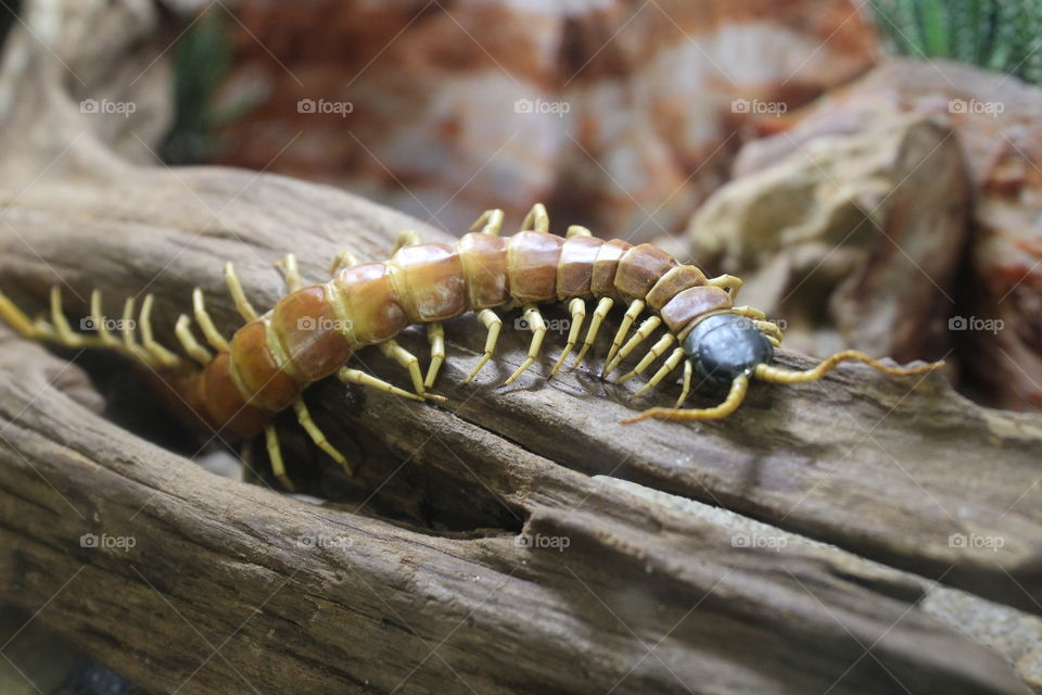 centipede crawling on a log