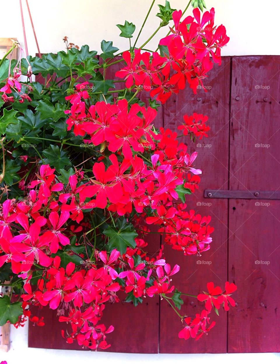 Bright red pelargonium