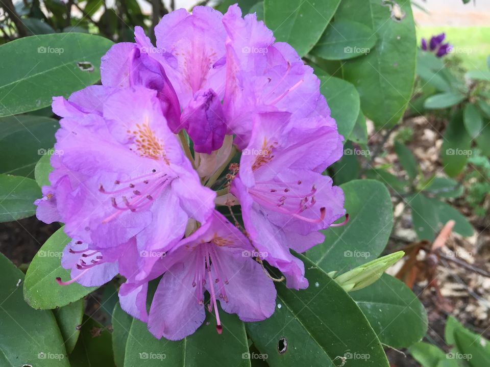 Spring flowers