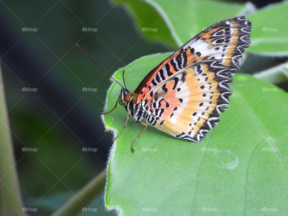 A close up of a butterfly 