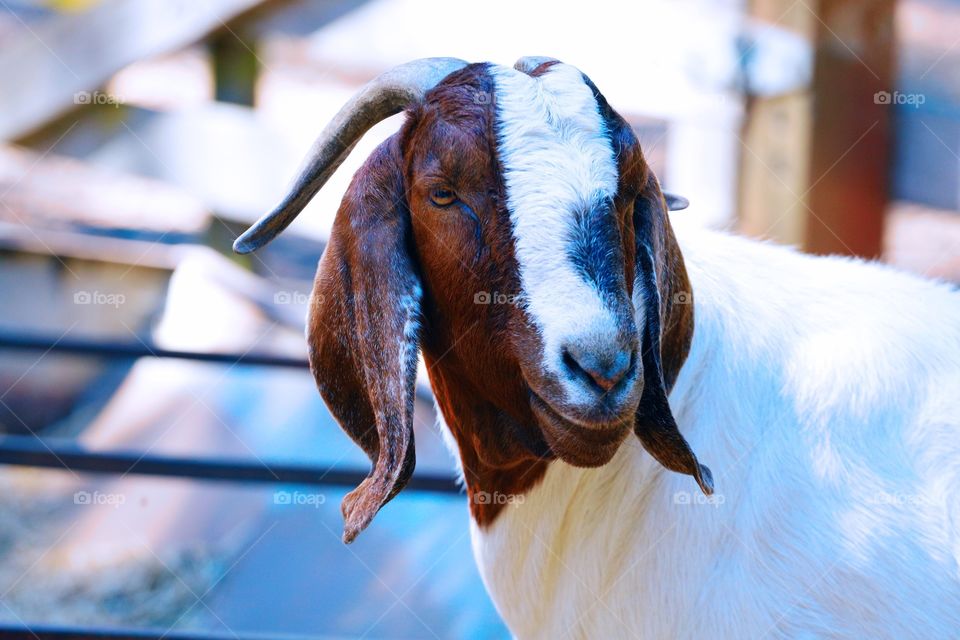 Goat in zoo