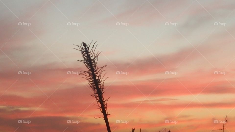 the ear embrace the sunset.