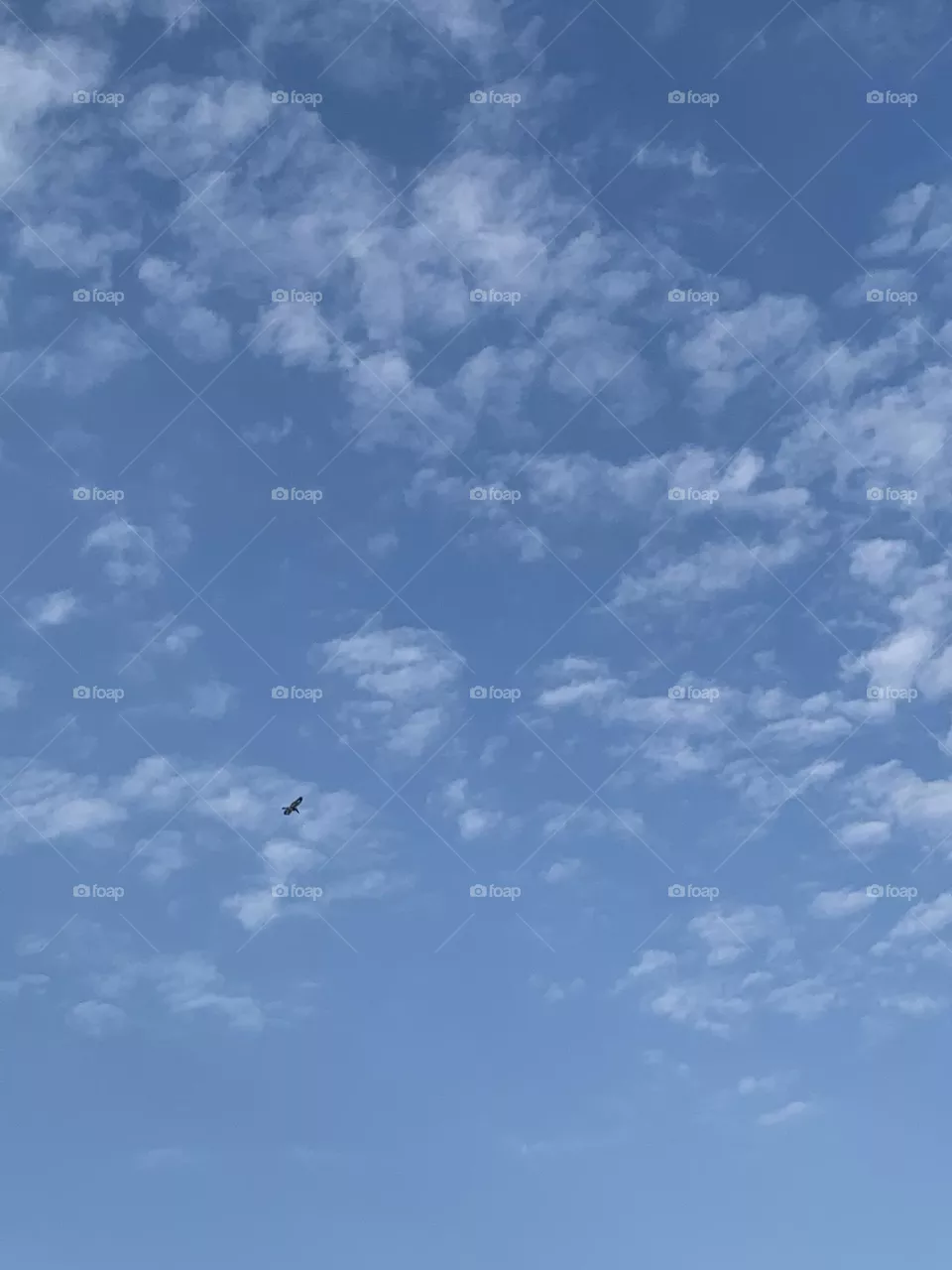 Cute bird