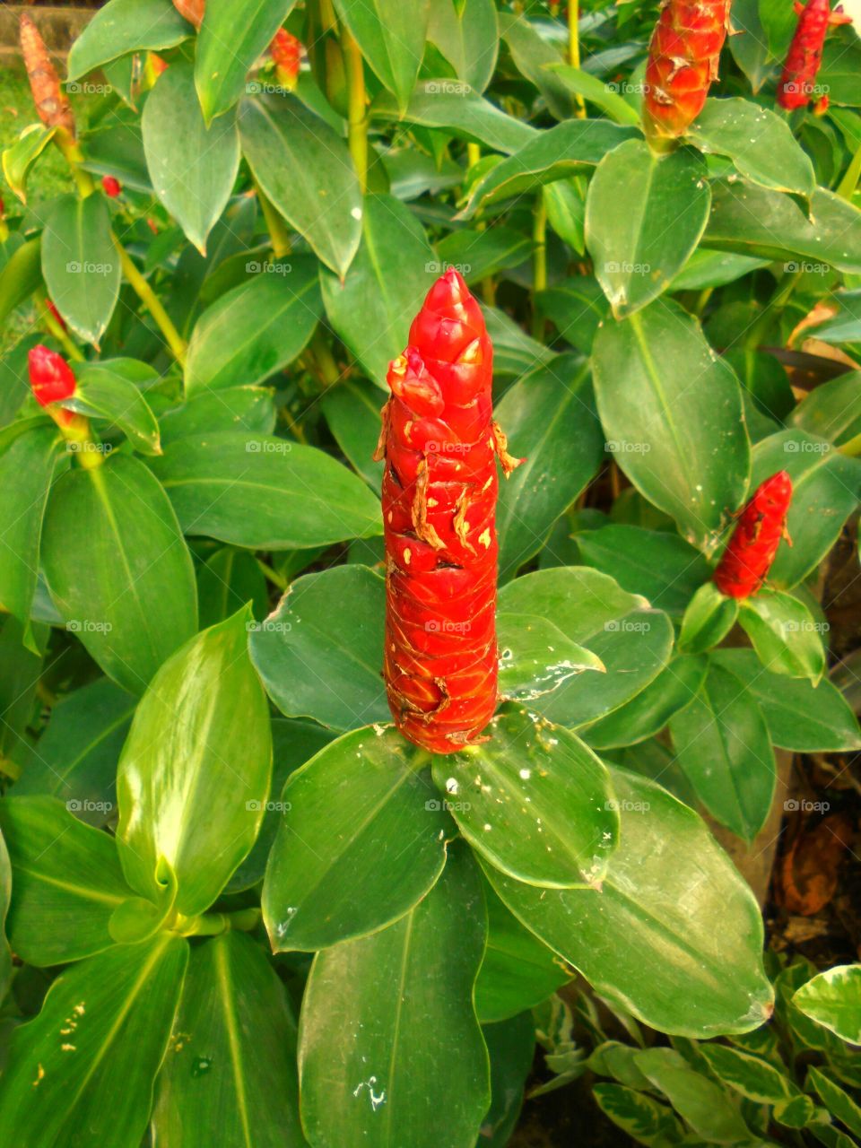 Malay Ginger Flower