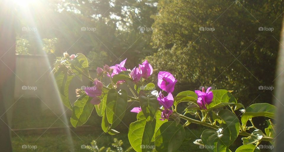 JARDIN, NATURE, PLANTES, FEUILLES, FLEURS.