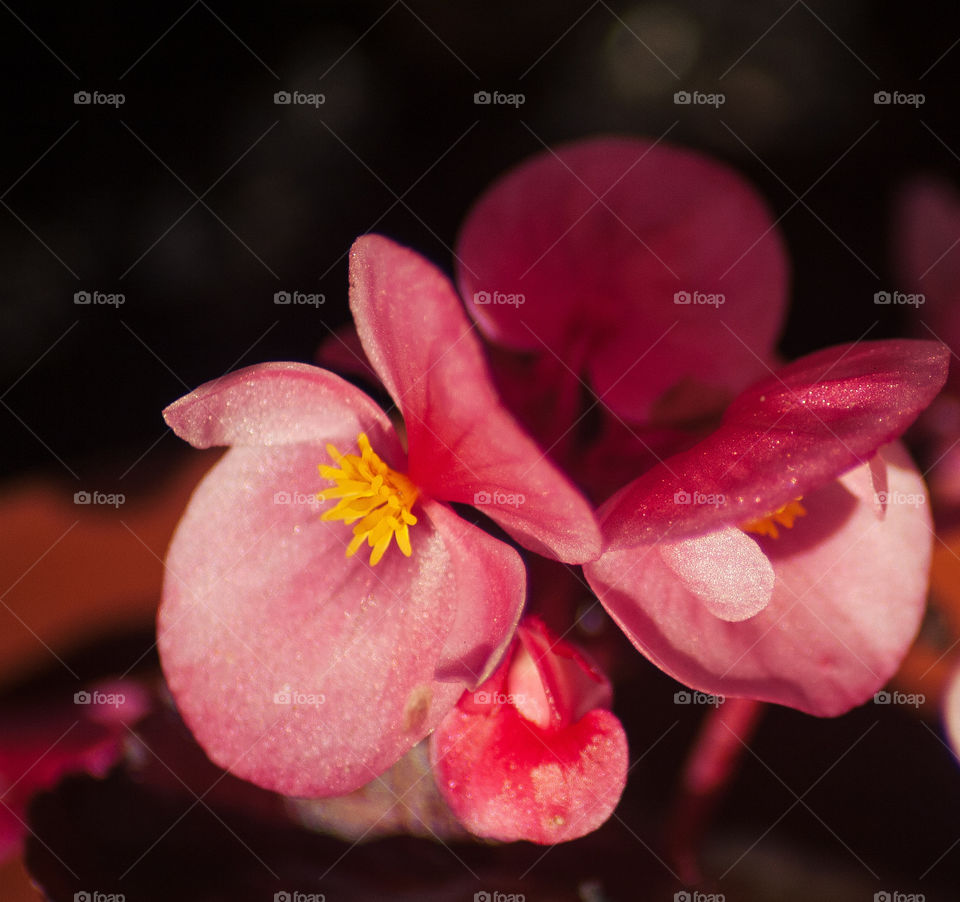 An intimate portrait of a pink begonia, with small yellow stamen, against a dark background 