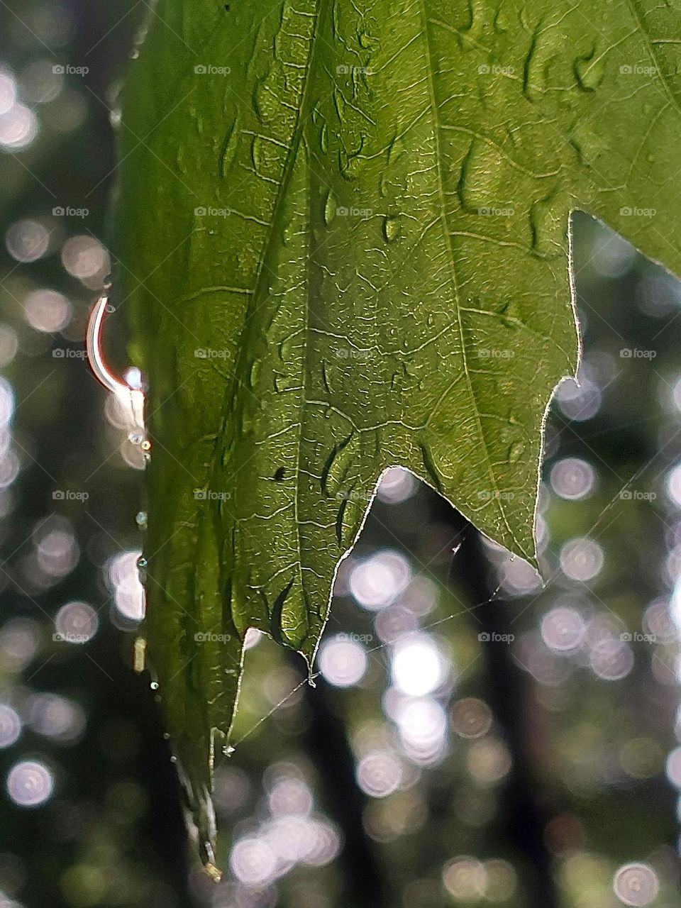 after rain in the park