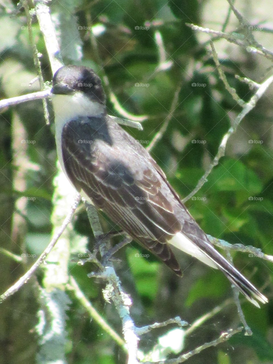 Kingbird