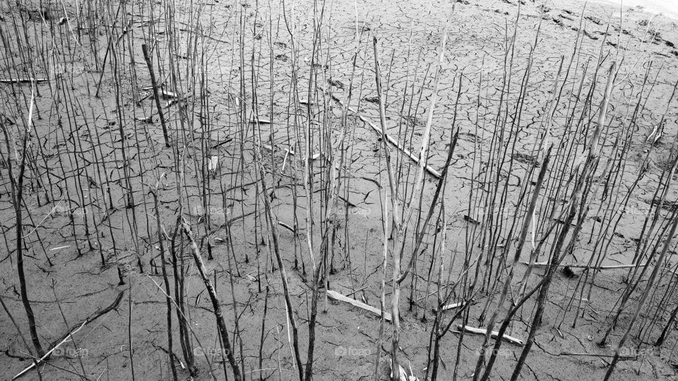 dry tree | abstract at reservoir