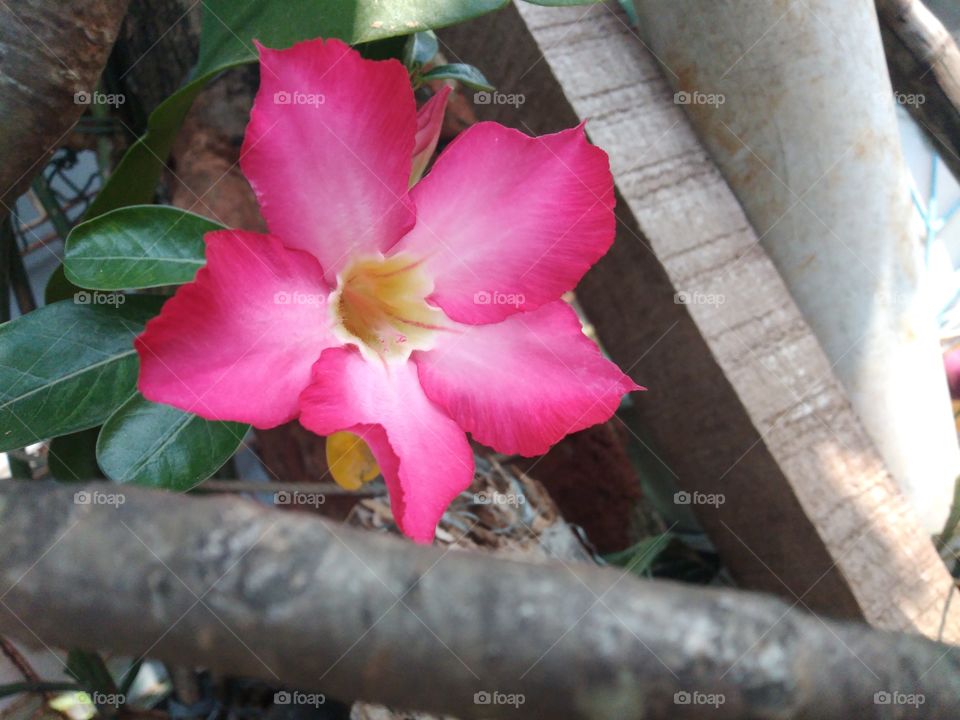 i found this fangipani flower bloomed in garden . with small tree