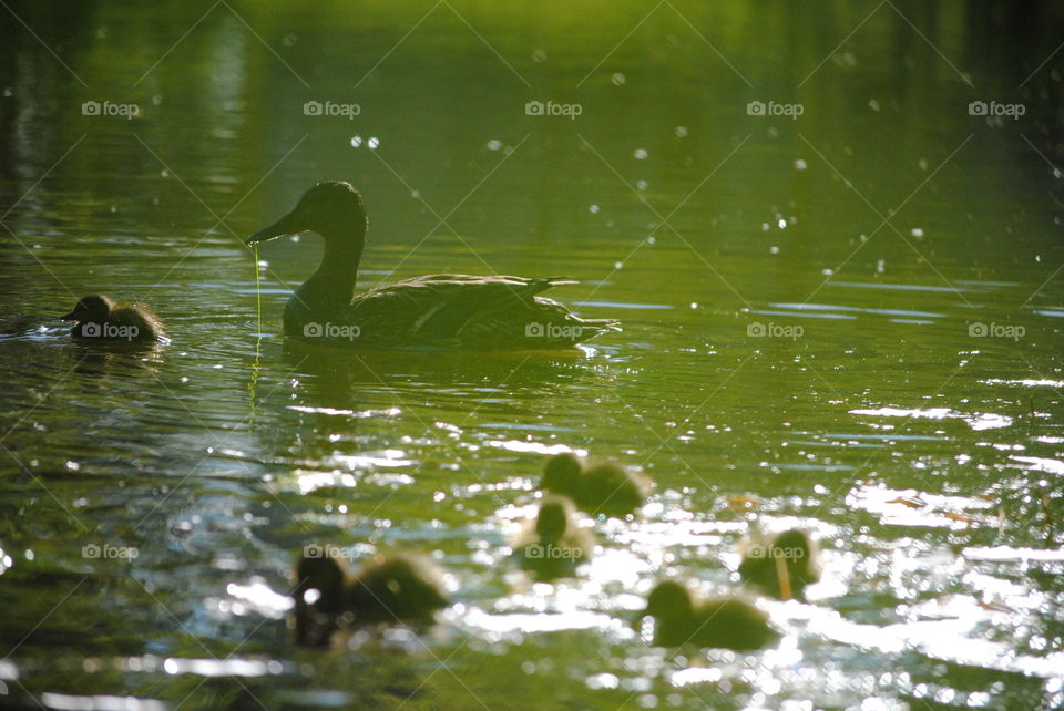 mallard