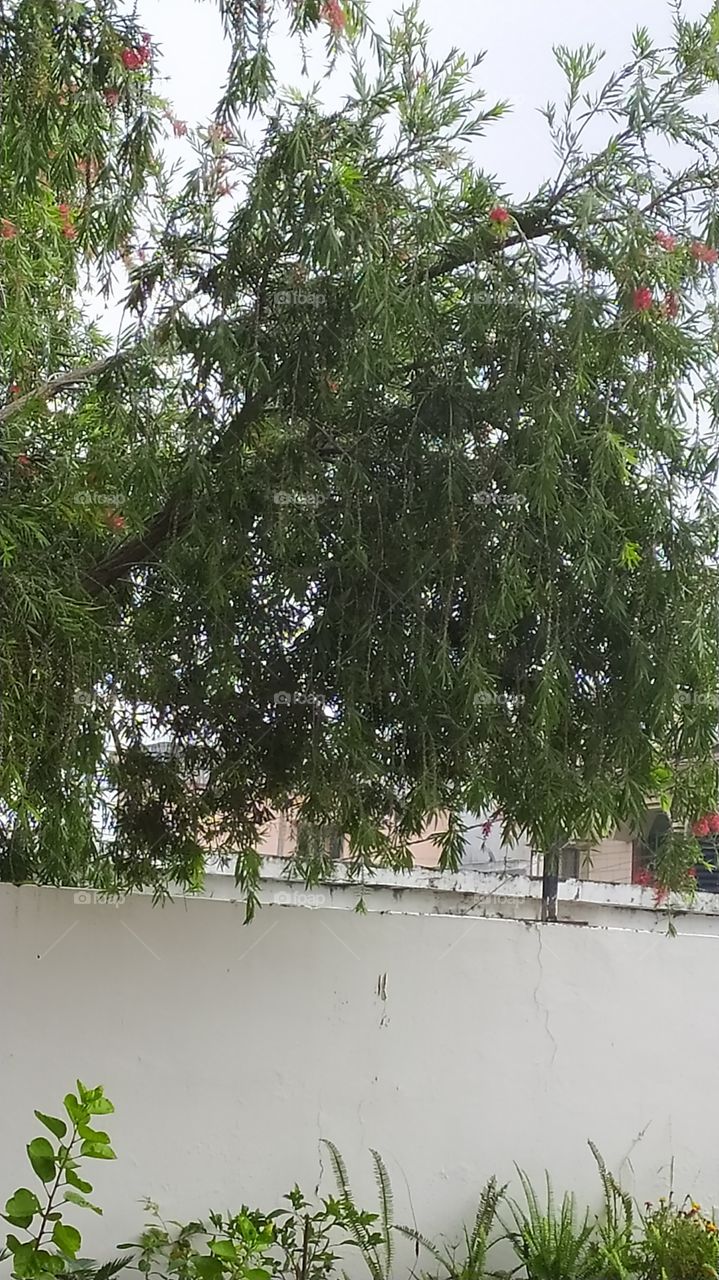 Trees enjoying occasional sunshine during monsoon