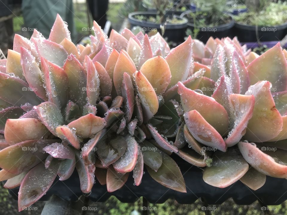 A gorgeous row of succulents after their morning water