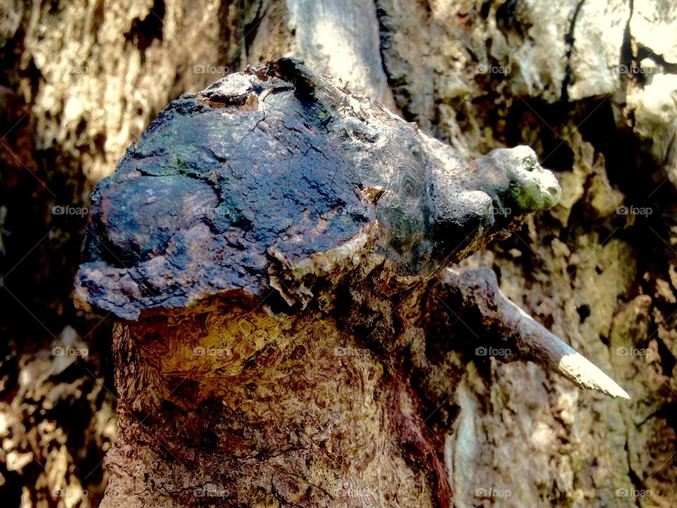 art of tree and shadow lines