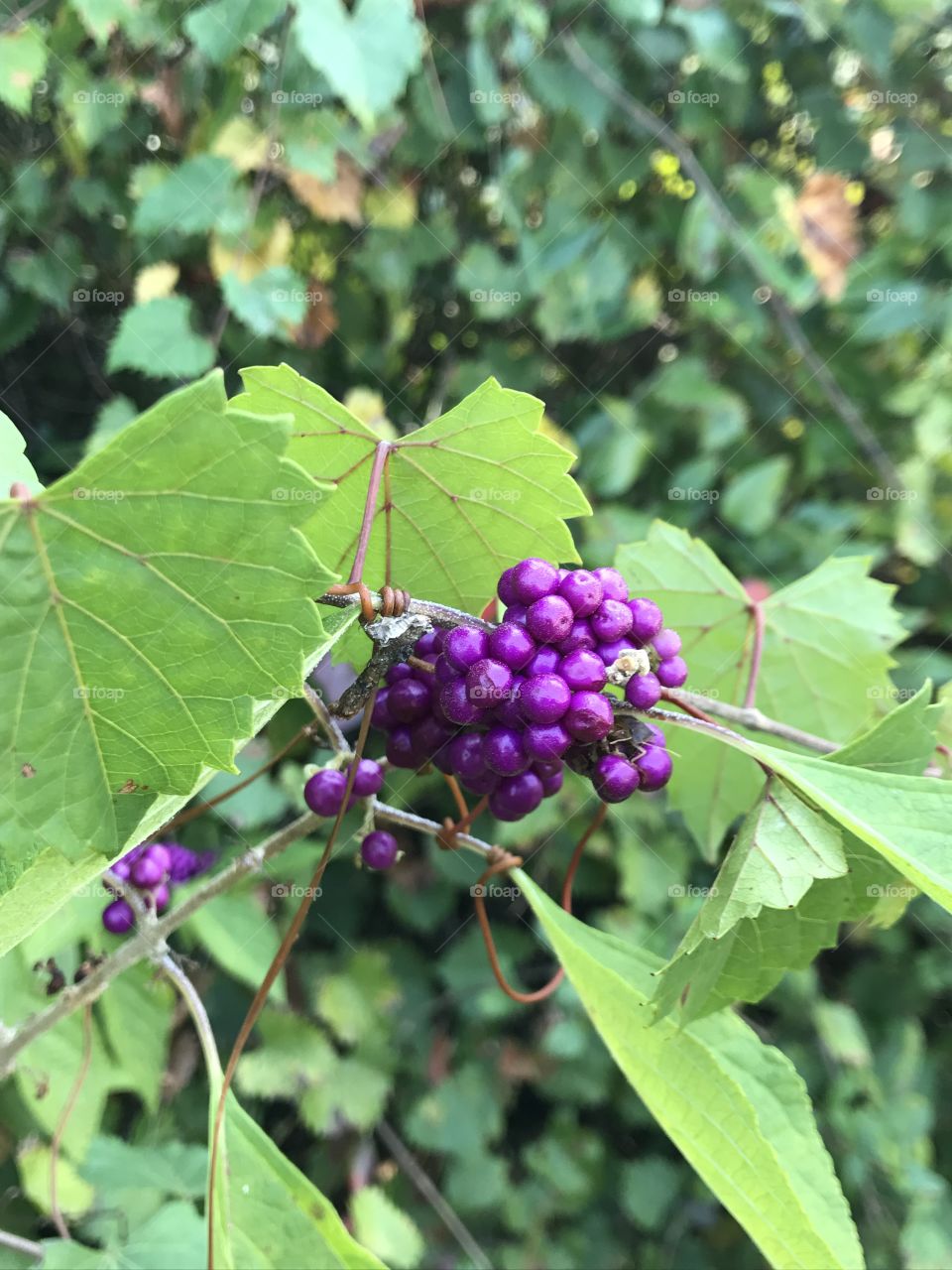 Purple Berries