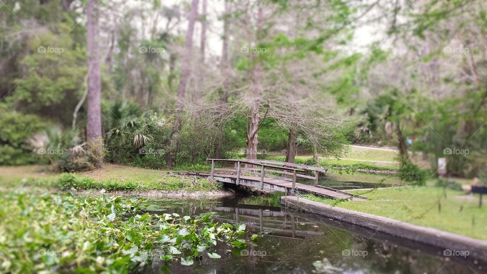 Bridge over pond 